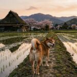 柴犬と田舎暮らし。