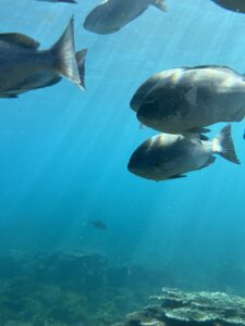 初の公開設定投稿‼️ - 画像1