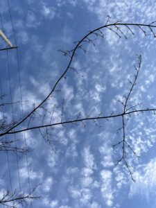 今日も歩く。 - 画像1