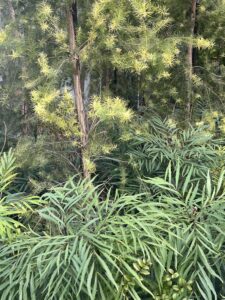 ジャングル - 画像1