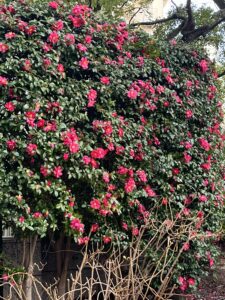 素敵なお花の生垣！！ - 画像1