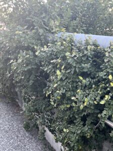 緑の力。。 - 画像1