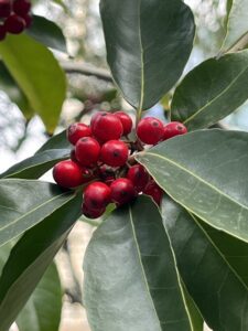 なにかの実‼️ - 画像1