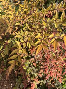 紅葉！？ - 画像1