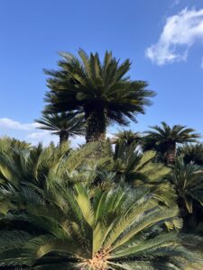 南国❣️ - 画像1