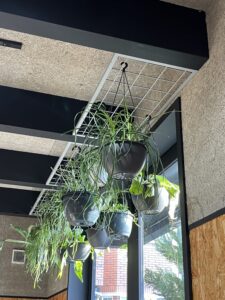 観葉植物❗️ - 画像1