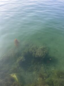 今日の海‼️ - 画像1