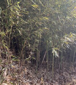 裏庭の竹やぶ。 - 画像1