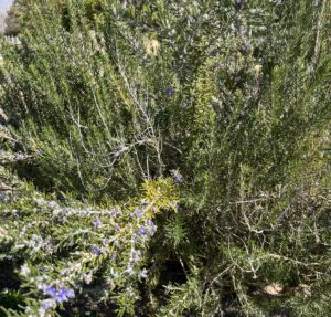 ローズマリー - 画像1