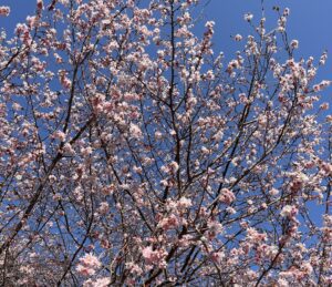 ぎゃー、さくら！！！ - 画像1