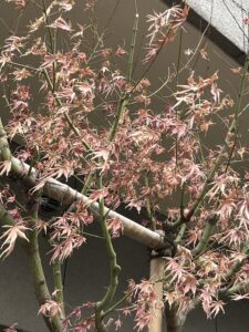 今日も楽しく！！ - 画像1