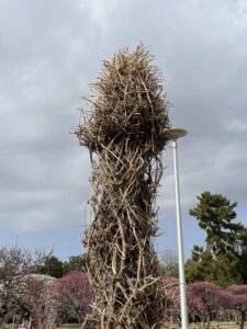 なんだこの木は！？ - 画像1