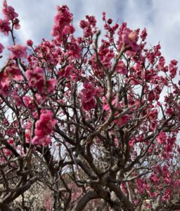 梅が咲いてる。 - 画像1