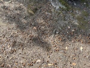 どんぐり。 - 画像1