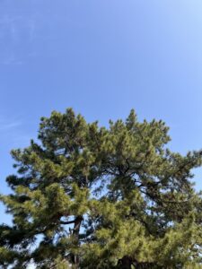 海辺の木 - 画像1