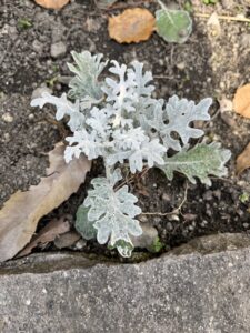 これなんだろう？ - 画像1