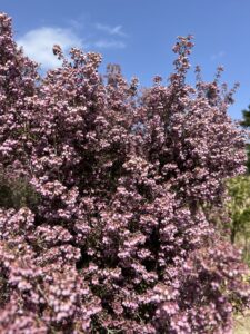 綺麗な花！ - 画像1