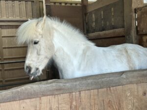 足プルプル金毘羅参り - 画像2