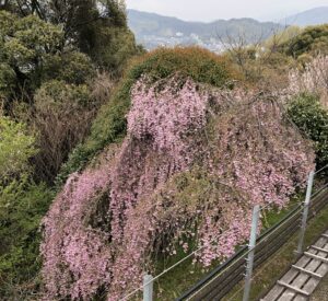 綺麗な景色‼️ - 画像1