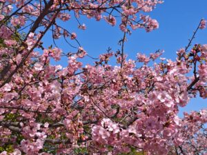 河津桜満開 - 画像1