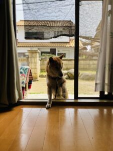 朝の訪問者 - 画像1