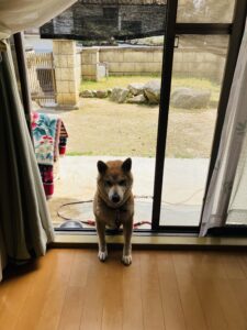 朝の訪問者 - 画像2