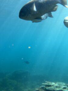 海底‼️ - 画像1