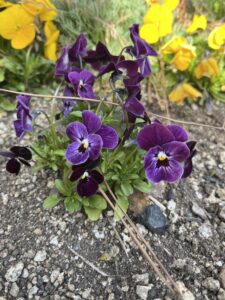 あさがお - 画像1