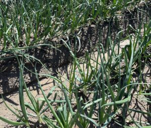 玉ねぎたち - 画像1