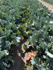 のびのび野菜。 - 画像1