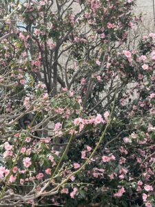 いい匂い❤️ - 画像1