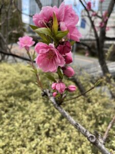 綺麗な梅‼️ - 画像1