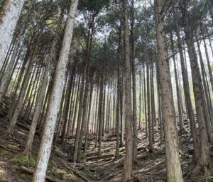 自然の雄大さ。 - 画像1