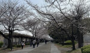 桜並木！！ - 画像1