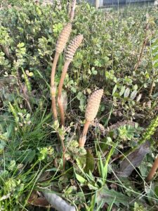 つくし発見 - 画像1