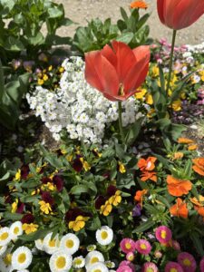 桜もいいけど！！ - 画像1