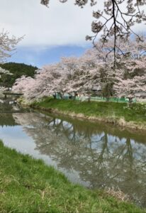 猟路(かりじ)の桜 - 画像1