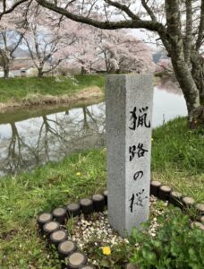 猟路(かりじ)の桜 - 画像2