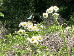 綺麗で可愛い - 画像2