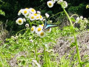 綺麗で可愛い - 画像1