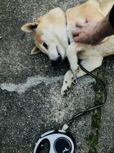 今日は甘え気分だワン - 画像1