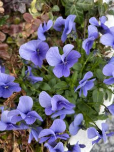 なんの花？！ - 画像1