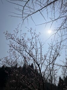 やまざくら♩ - 画像1