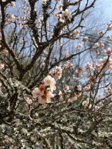 さくらだ〜‼️ - 画像1