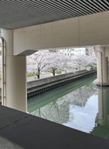 さくら✨ - 画像1