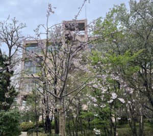 さくら！ - 画像1