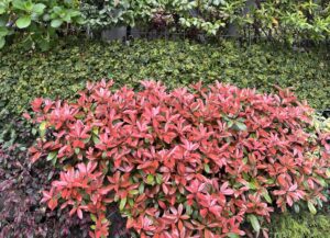 夏を感じる。。 - 画像1