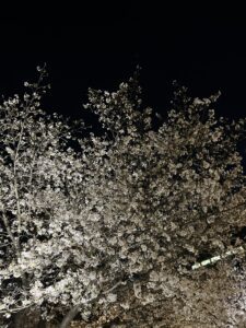 夜桜 - 画像1