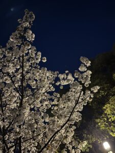 夜さくら - 画像1