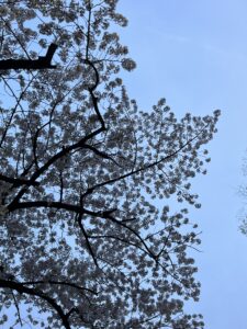 春が来ましたね！！ - 画像1